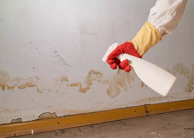 Your Water Restoration and Mold Remediation Specialists in Sunny Side, GA