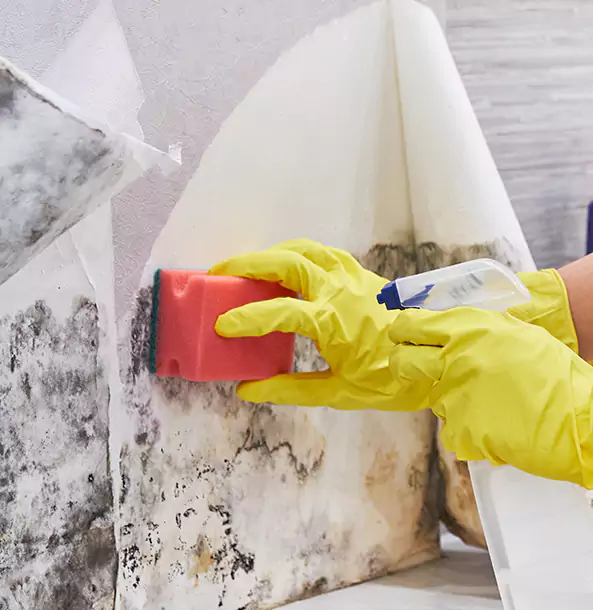 Why Sunny Side Trusts Sunnyside Restoration Pro for Mold and Water Restoration?